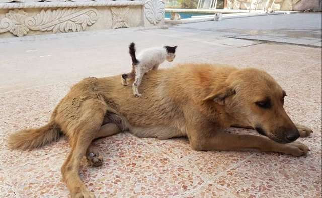 Sau một thời gian, Amira và Junior dường như đã hoàn toàn gắn bó với nhau.