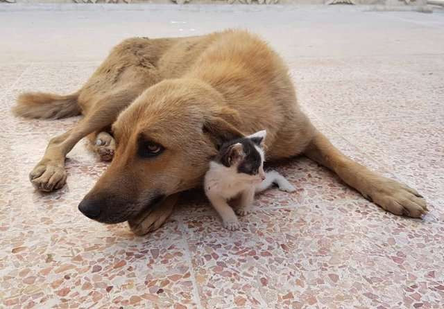 Có thể thấy, những động vật nhỏ thực sự có tình cảm, khi mất khi thân nhân, chúng cần tìm kiếm những chỗ dựa.