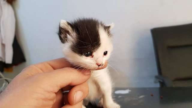 Amira trở nên buồn bã và trầm cảm, cả ngày chỉ nằm ôm lấy gấu bông do trung tâm tặng. Mãi cho đến khi Junior, một chú mèo mồ côi, không có bất cứ người thân nào xuất hiện, Amira mới dần thay đổi, trở lại là chính mình.