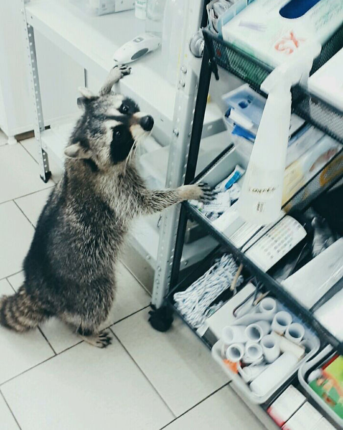 Được biết, gấu mèo Yasha được bác sĩ Aleksei Krotov và vợ mua lại từ nơi có điều kiện sống vô cùng tồi tệ tại quận Krasnodar.
