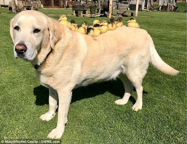 Chú chó đáng yêu tên Fred (10 tuổi) là thuộc giống Labrabor, hiện đang sống tại Lâu đài Mountfitchet (Essex, Vương quốc Anh).