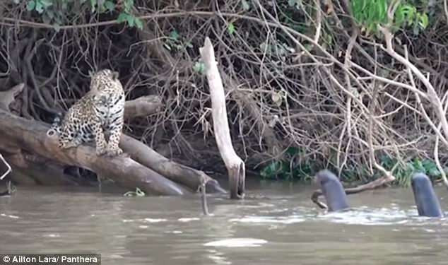 Vùng đầm lầy Pantanal là nơi có nhiều loài động vật hoang dã quý hiếm, được coi là một trong những hệ sinh thái chuyên sâu nhất thế giới. Tại đây, loài rái cá khổng lồ của Brazil là nhân vật chính.