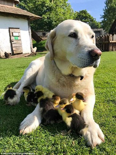 Dù 9 chú vịt con không có mẹ nhưng xuất hiện chú chó này giống như một "cha nuôi", "bảo mẫu" thực sự.