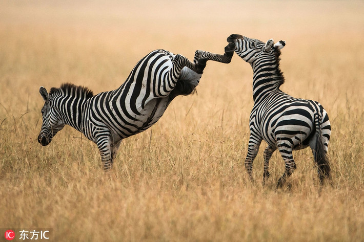 Ngựa vằn ở Kenya tung cú đá hậu chuẩn mực vào mặt đồng loại. Được biết, đây là một cặp đôi ngựa vằn. Không rõ lý do, con ngựa vằn cái lại nổi sung, tấn công bạn tình.