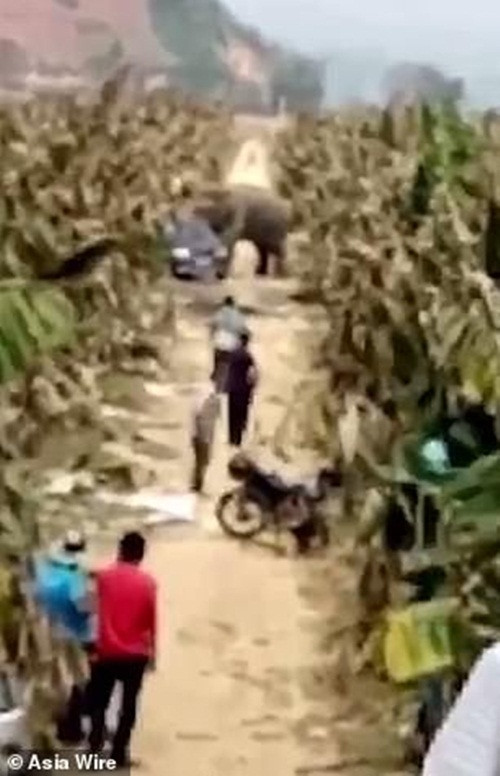 Những người dân chứng kiến màn trút giận hận tình của con voi đực khổng lồ cho biết, con voi sẽ đập nát và phá hỏng tất cả những gì ngáng đường nó.