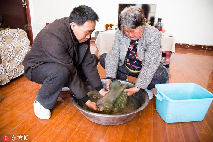 Theo mô tả, khối "thiên nhiên thái tuế" này có mặt ngoài mềm mại, co dãn tốt, cầm trên tay hơi khó, độ đàn hồi giống như bánh đúc. Quan sát kỹ hơn có thể thấy, vậy thể lạ có cấu trúc trong suốt. Xuyên thấu qua tầng lớp bên ngoài thấy được bên trong kết cấu như bọt biển.