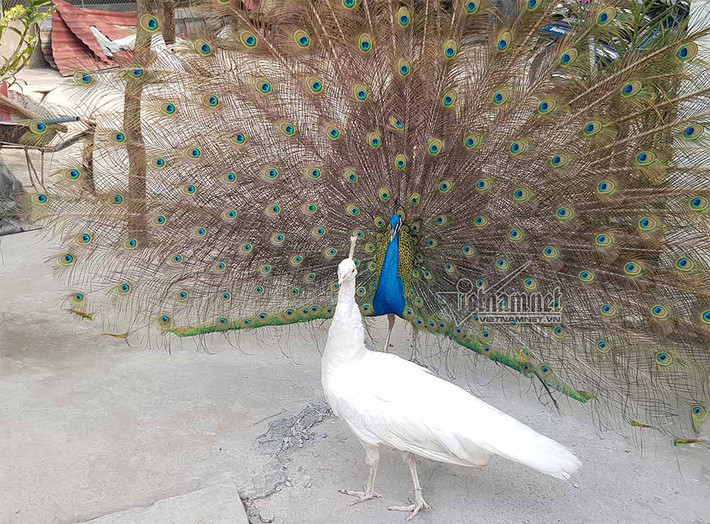 Những con chim khổng tước rất quý hiếm, nằm trong sách đỏ được nhà chùa nuôi nấng, bảo tồn trong mấy năm gần đây. Cơ quan chức năng cũng đã cấp giấy phép. Hiện nay, nhà chùa có khoảng 11 chim khổng tước xanh và trắng trưởng thành cùng rất nhiều chim con. Ngoài chim công xanh, trong chùa còn có chim công trắng hay còn gọi bạch khổng tước