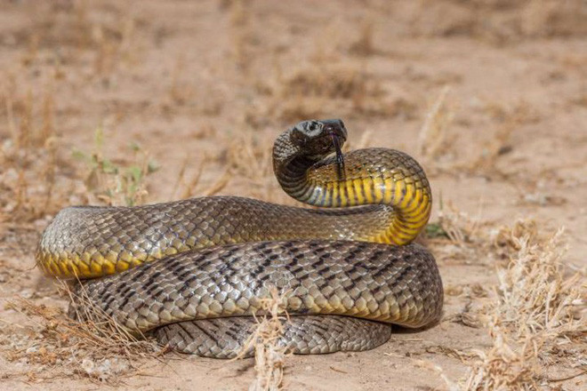 Rắn taipan sống ở phía Đông Australia. Nọc độc của nó chứa cả neurotoxins và hemotoxins có thể gây liệt từ từ, khó thở và chảy máu trong. Tuy nhiên, chúng lại rất rụt rè và cũng không có nhiều trường hợp tử vong được ghi nhận.