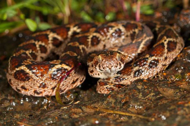 Rắn Carpet viper sống ở Ấn Độ và Trung Á. Nọc độc của rắn Carpet viper phát tác chậm hơn so với các loài rắn khác nhưng có thể gây mất tiếng nếu không được điều trị.