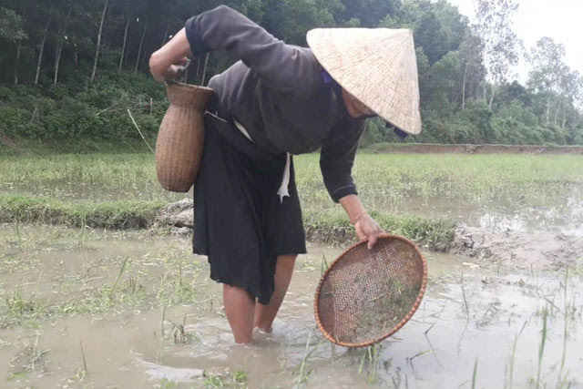 Nòng nọc được người dân Ba Tơ bắt nhiều trên những cánh đồng ở thời điểm cuối tháng 10 âm lịch, sau khi xong vụ gặt, trời bắt đầu đổ mưa giông.