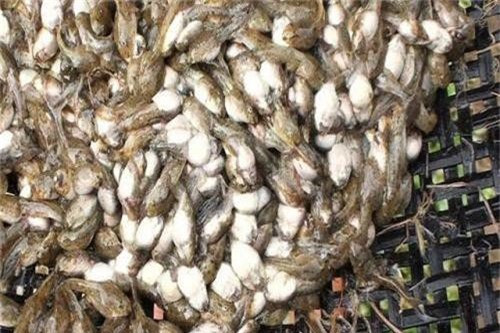Ngày nay, món đặc sản này cũng dần dần nổi tiếng thu hút lượng du khách ghé thăm để thưởng thức ngày càng nhiều. Ảnh: IT.