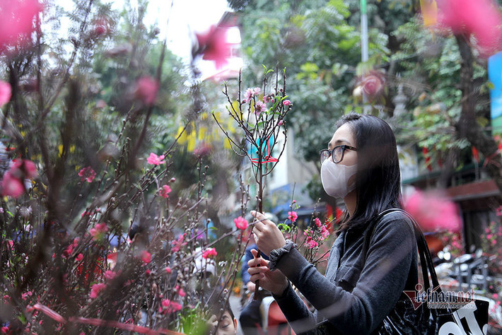 Thiếu nữ chọn hoa đào chưng ngày Ông Công, Ông Táo.