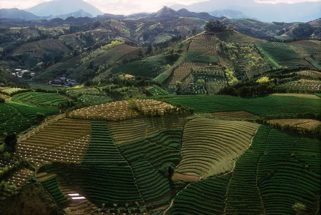 Ruộng bậc thang tuyệt đẹp ở Nhật Bản năm 1961.