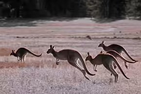 Các nhà nghiên cứu cho biết chuột túi kangarroo và chuột túi wallaby hiện là các loài chuột túi lớn nặng trên 5 kg thường di chuyển bằng cách nhảy trên 2 chân. Ngoài ra, một số loài thú có túi khác nhỏ hơn cũng di chuyển theo cách này. Ảnh: Norbert Wu/Getty Images.
