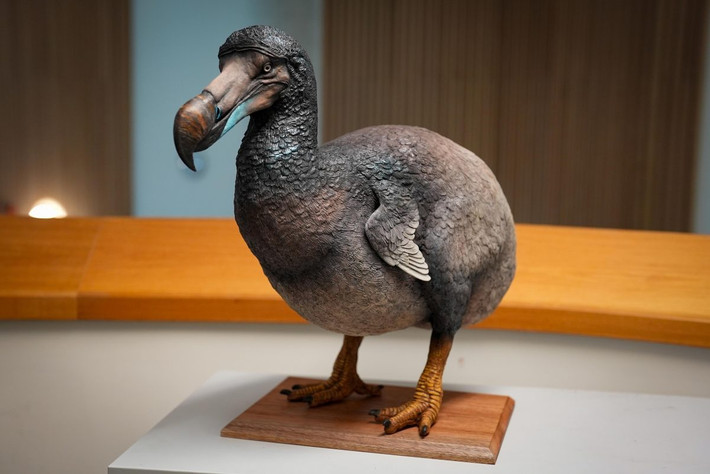 Theo bách khoa Britannica, cá thể chim dodo cuối cùng chết vào năm 1681. Loài chim to lớn không biết bay này đã tuyệt chủng sau hơn 100 năm kể từ khi con người đặt chân đến đảo Mauritius. Ảnh: Karen Fawcett.