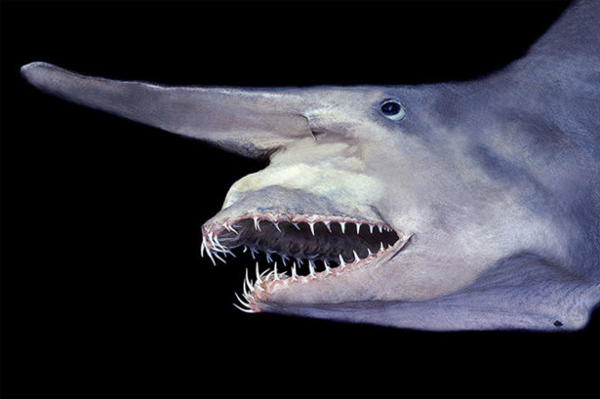 Cá mập yêu tinh (Mitsukurina owstoni) có những chiếc răng nhỏ sắc lẹm. Ảnh: David Shen/SeaPics.com.