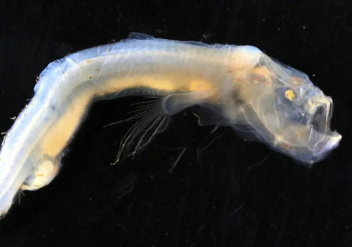 Sinh vật độc lạ trông giống như "bóng ma" này là một con cá thuộc họ Ophidiinae. Nó có lớp da nhẽo và cơ thể gần như trong suốt. Ảnh: Bảo tàng Victoria.