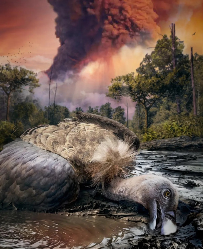 Kền kền Griffon (Gyps fulvus) được phát hiện tại quần thể núi lửa Colli Albani ở phía đông nam Rome, Italy vào năm 1889. Xác con vật chết cách đây khoảng 30.000 năm được bảo quản rất tốt, thậm chí còn cả lông cánh mỏng manh và mí mắt. Ảnh: Dawid A. Iurino.