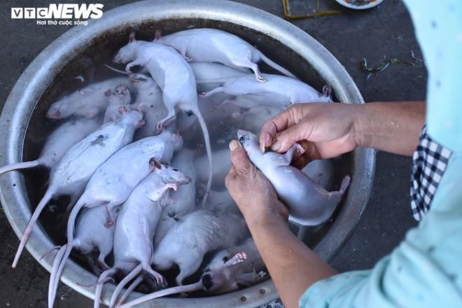 Thịt chuột đồng được chế biến làm các món rán, luộc, hầm, giả cầy. Giá chuột chưa chế biến dao động từ 130.000 - 160.000 đồng/kg. Nếu là chuột nướng thì giá có thể lên tới 200.000 đồng/kg. Ảnh: VTC.