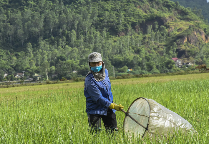Khi mùa gặt lúa kết thúc, người dân ở nhiều vùng quê đi ra các cánh đồng săn châu chấu. Chỉ với một cái vợt to để bắt châu chấu, người dẫn có thể kiếm từ vài trăm nghìn đồng đến cả triệu đồng mỗi ngày. Ảnh: Dân Việt.