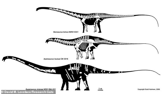Sau phát hiện quan trọng của ông Jensen ở Colorado, các chuyên gia phát hiện thêm các con Supersaurus khác. Trong số này có một mẫu vật dài 32m, được đặt tên là Jimbo.