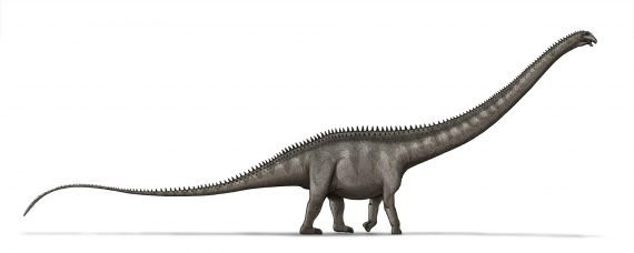 Các ước tính trước đó của giới chuyên gia về chiều dài tối đa của Supersaurus là gần 34m. Tuy nhiên, việc tìm thấy hóa thạch khủng long Supersaurus ở Dry Mesa cho thấy bức tranh hoàn thiện hơn nhiều về kích thước của loài này.