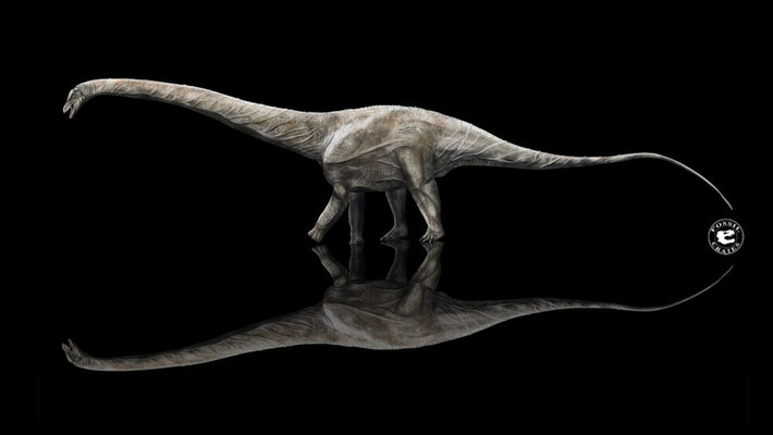 Sau khi xem xét hóa thạch, phân tích xương của loài khủng long Supersaurus, các nhà khoa học đã tìm ra loài khủng long dài nhất thế giới. Đó chính là loài Supersaurus sống cách đây khoảng 150 triệu năm.