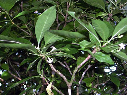 Seeseei Molimau-Samasoni, tác giả của nghiên cứu trên đồng thời là người quản lý bộ phận thực vật và công nghệ sau thu hoạch tại Tổ chức Nghiên cứu Khoa học của Samoa, cho hay lá của cây matalafi có tác dụng hiệu quả như ibuprofen trong việc giảm viêm. Thậm chí, loại lá này có thể được sử dụng để điều trị các bệnh như Parkinson và ung thư.