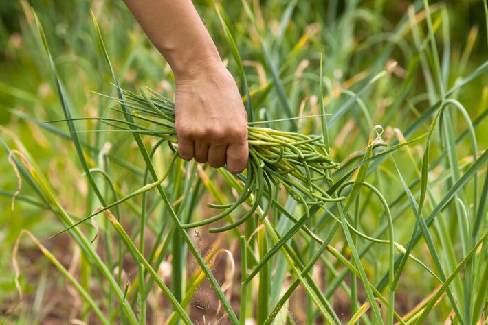 Ngồng tỏi là nụ hoa dài mọc ra từ phần củ tỏi, thường được thu hoạch vào mùa hè vì thời điểm này giúp phần củ phát triển tốt hơn. Được xem như "thuốc nhuận tràng tự nhiên", ngồng tỏi ăn rất ngon, ngọt, giúp hết táo bón, giảm cân, eo thon.