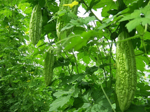 Cũng không nên ăn mướp đắng cùng rau diếp cá. Đây đều là những thực phẩm có tính lạnh, dễ làm tổn thương lá lách và dạ dày khi ăn cùng nhau.