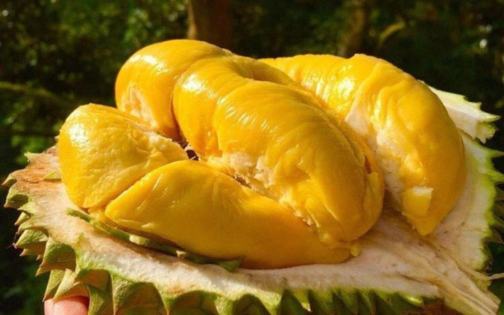 Thứ ba là sầu riêng. Loại quả này được mệnh danh là vua của các loại trái cây và có giá trị dinh dưỡng vô cùng cao. Tiêu thụ điều độ có thể đạt được tác dụng bồi bổ cơ thể, bổ thận tráng dương, tăng cường sức khỏe.