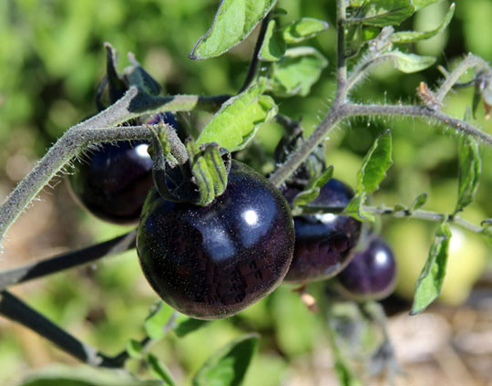 Màu sắc của loại cà chua này là màu đen óng, chứa một loại anthocyanin, đây là một chất dinh dưỡng rất tốt cho cơ thể và cho việc làm đẹp.