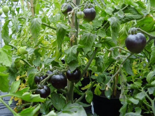 Sự thật là không nhiều loại rau quả có chứa anthocyanin - loại chất có khả năng chống oxy hóa mạnh và có thêm khả năng ngăn ngừa hàng loạt các bệnh liên quan như: ung thư, béo phì, tiểu đường.