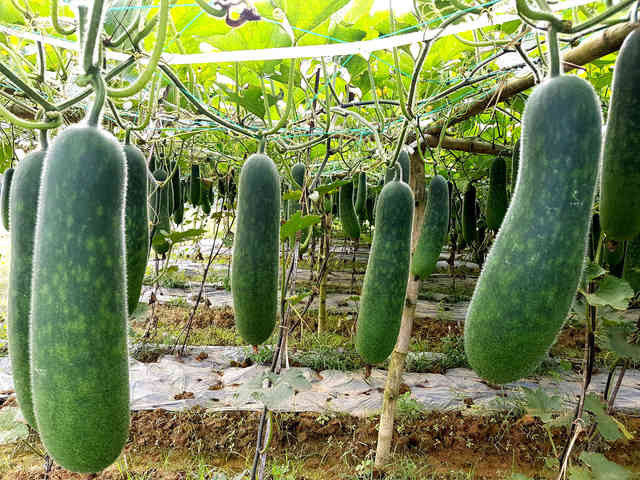 Trong Đông y, bí xanh tính hàn, vị ngọt nhạt, có tác dụng thanh nhiệt, giải độc, lợi tiểu, tiêu đờm, bổ phế, chữa phù thũng, nóng bứt rứt , đờm dãi, tiêu khát.