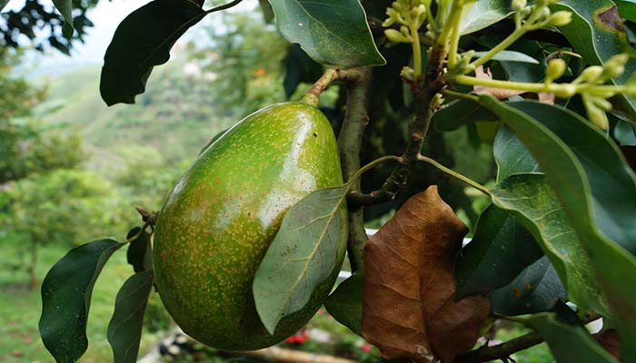 Lâu dần có thể dẫn đến các cơn cấp tính của các bệnh tim mạch và mạch máu não như nhồi máu cơ tim hoặc nhồi máu não.