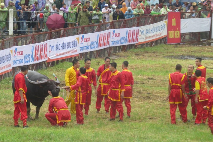 Màn khống chế "ông trâu" sau trận đấu.