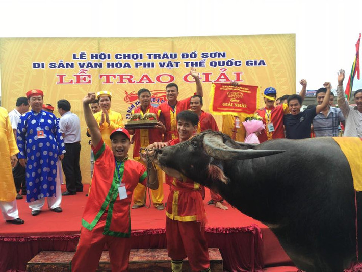 Chủ trâu số 12 – ông Đỗ Tác Thoát (phường Bàng La) ăn mừng sau khi trâu số 12 vô địch.