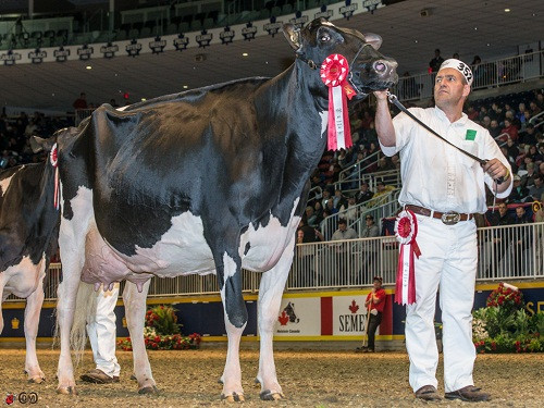 Năm 2009, cô bò Missy giống Holstein 3 tuổi được bán với giá 1,2 triệu USD tại Ontario (Canada). Missy là "nàng" bò đắt giá nhất thế giới.