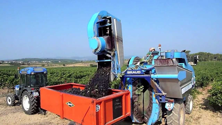 Một máy thu hoạch nho có khả năng chạy 24h/ngày, thu được 80-200 tấn nho. Trong khi, một nhân công có kinh nghiệm chỉ có thể thu hoạch 1-2 tấn nho/ngày.