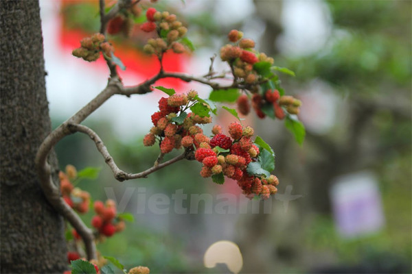 Những cành nhỏ cũng được uốn nắn cẩn thận.