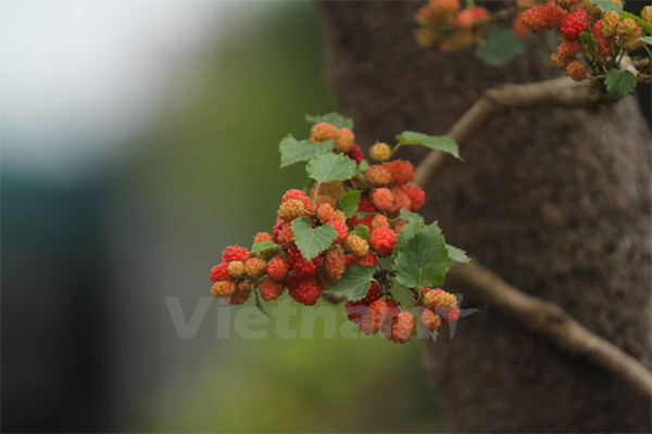 Chỉ cần vài ngày trời hửng nắng, quả trở nên đỏ au rất đẹp.