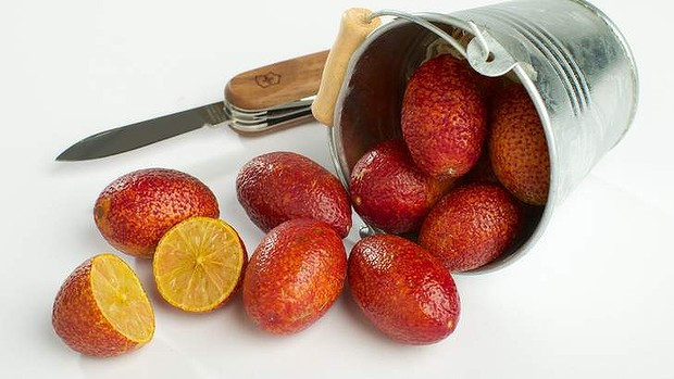 Chanh đỏ có nguồn gốc từ Ấn Độ, đã được nhiều chủ trang trại ở Anh trồng trong những năm trước.