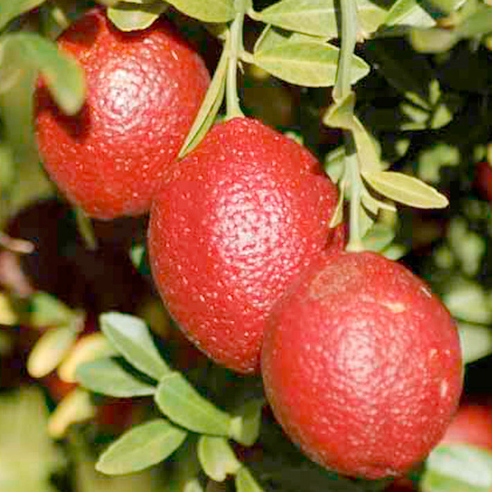 Giống chanh đỏ bắt mắt được lai giữa chanh ngón tay đỏ (red finger lime) có nguồn gốc từ Australia và một loại quýt lai có tên là Ellendale Mandarin.