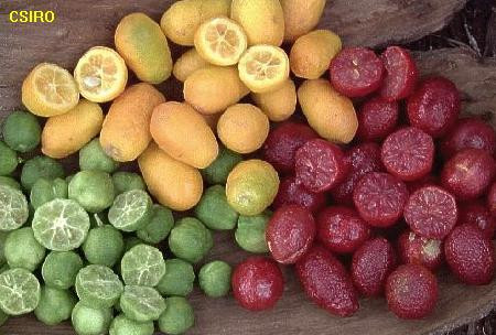 Chanh Red Lime được ưa chuộng khi chúng được làm thành mứt.