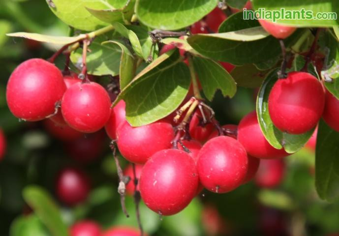 Mận Natal thường đơm hoa kết trái vào thời điểm giao mùa giữa mùa hè và mùa thu, hay mùa thu và mùa đông ở vùng khí hậu ấm hơn.