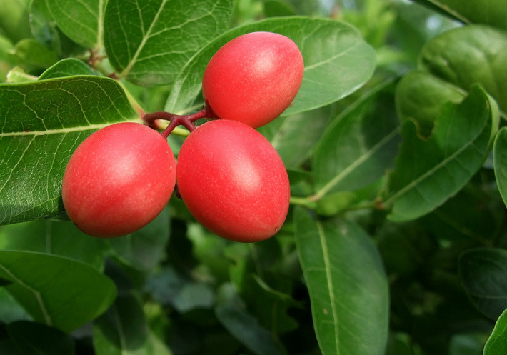 Trái mận Natal căng mọng có thể thu hoạch.