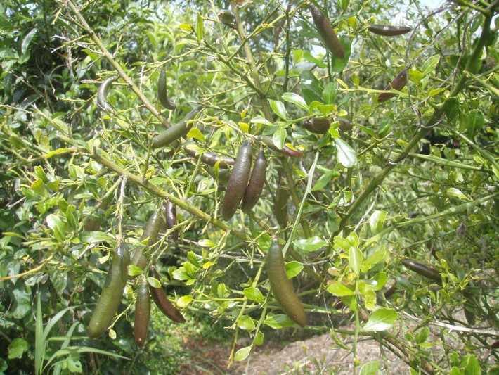 Chanh ngón tay ra hoa quanh năm, hoa nhỏ, màu trắng. Trái chanh nhìn giống như ngón tay, dài khoảng 10cm, đường kính 3cm, da mỏng và rất bóng do chất dầu tiết ra.