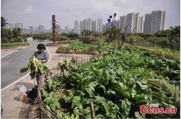 Ông Lu cho biết, tòa nhà này được xây dựng chắc chắn và hoàn toàn có khả năng chịu đựng được trọng lượng của trang trại. Mái nhà cũng đã được chống thấm để ngăn chặn việc rò rỉ nước.