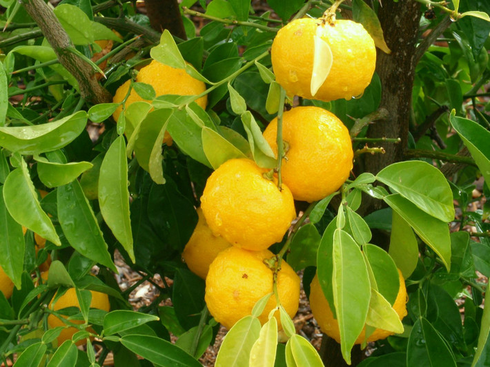 Cam Yuzu từ lâu đã trở nên quen thuộc với đời sống của người dân Nhật Bản trong ẩm thực cũng như chăm sóc sắc đẹp.