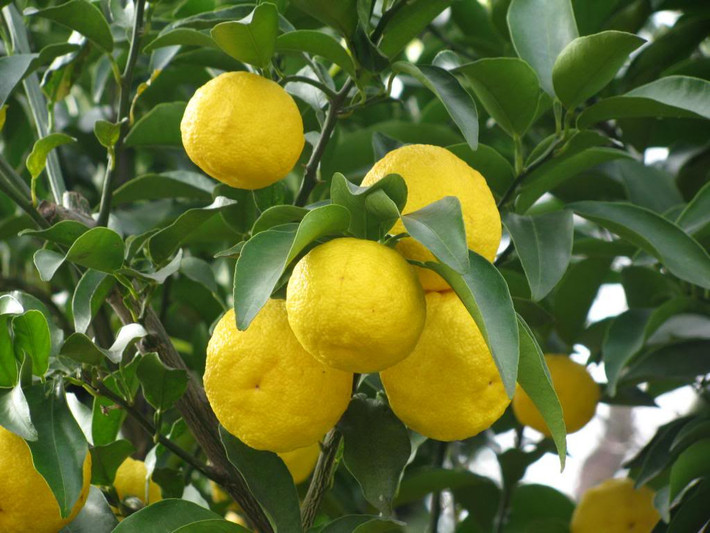 Yuzu là giống quả lai giữa cam, chanh và quýt. Nó có lớp vỏ ngoài với hương thơm độc đáo và có kích thước bằng khoảng trái quýt.